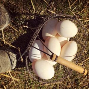 A Look at Goose Eggs Image